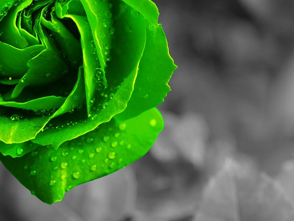 緑色のバラ 薔薇 レトロのフリー素材 無料デザインcg画像のcg フォト C 002k