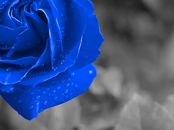 ブルー 青色のバラ 薔薇 美しい 綺麗なのフリー素材 無料デザインcg画像のcg フォト C 005k