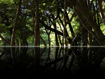 森林 反転 森のイメージのフリー素材 カテゴリ一覧 ナチュラル 風景cgイメージ C 001n ダウンロード 高解像度 無料のcg素材画像